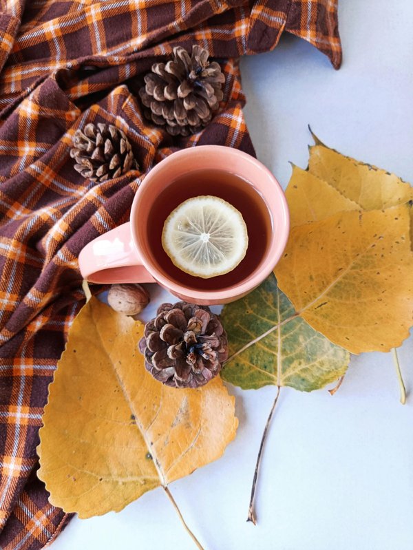 Tisanes bio : une expérience sensorielle à savourer